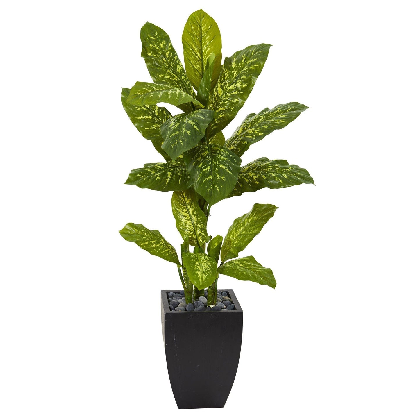 50” Dieffenbachia Artificial Plant in Black Planter (Real Touch)