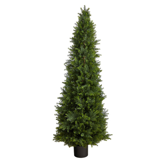 a tall tree in a pot