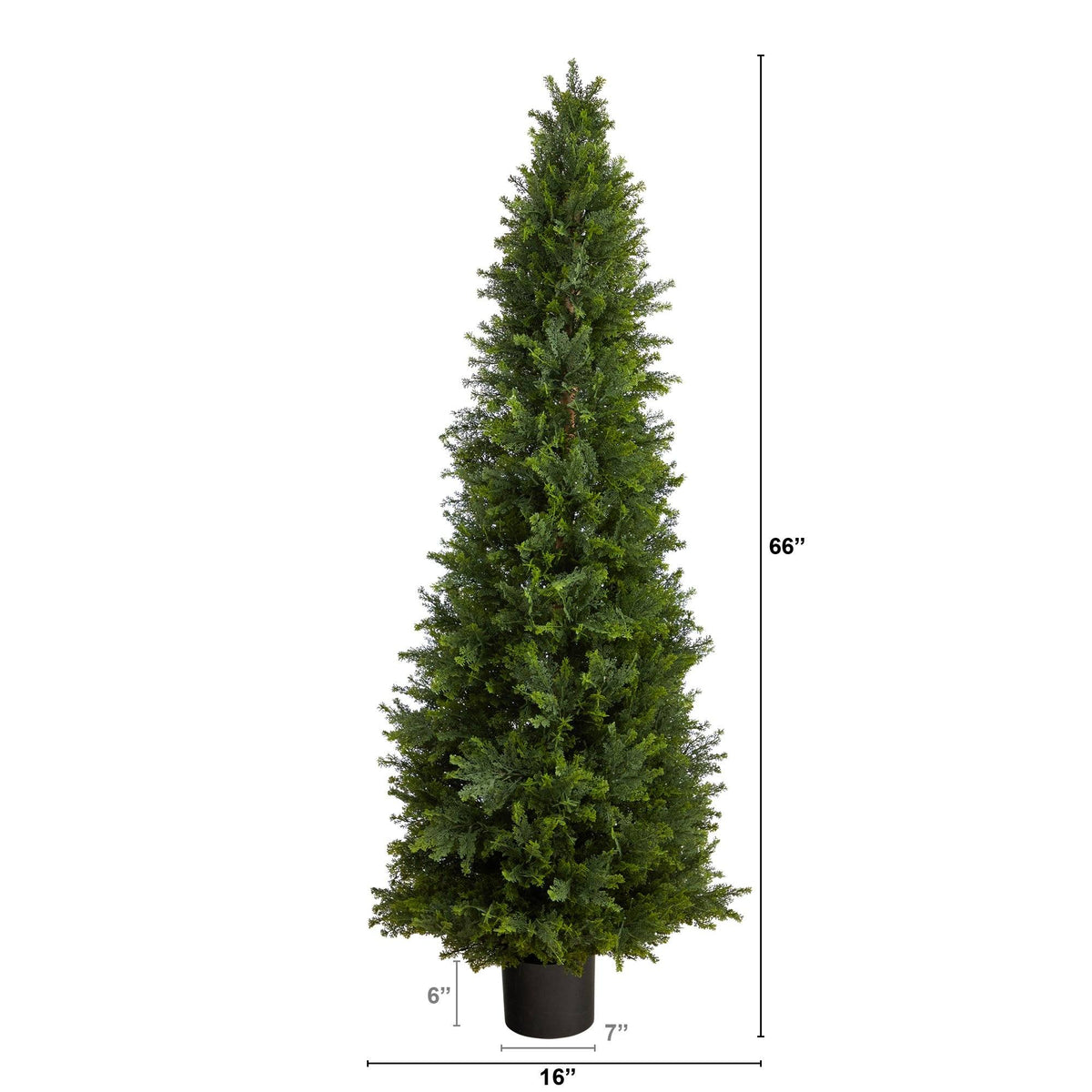 a tall tree with a height of 8 inches