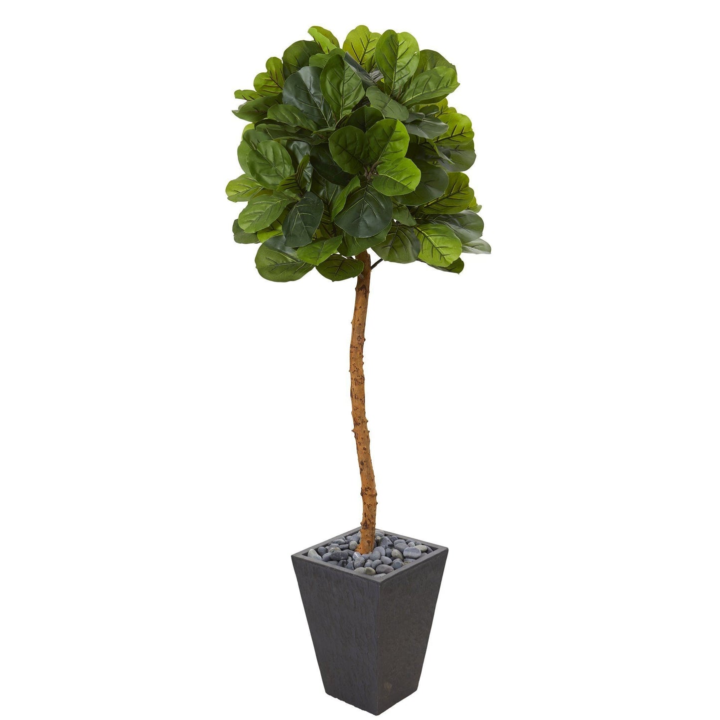 5.5’ Fiddle Leaf Artificial Tree in Slate Planter (Real Touch)