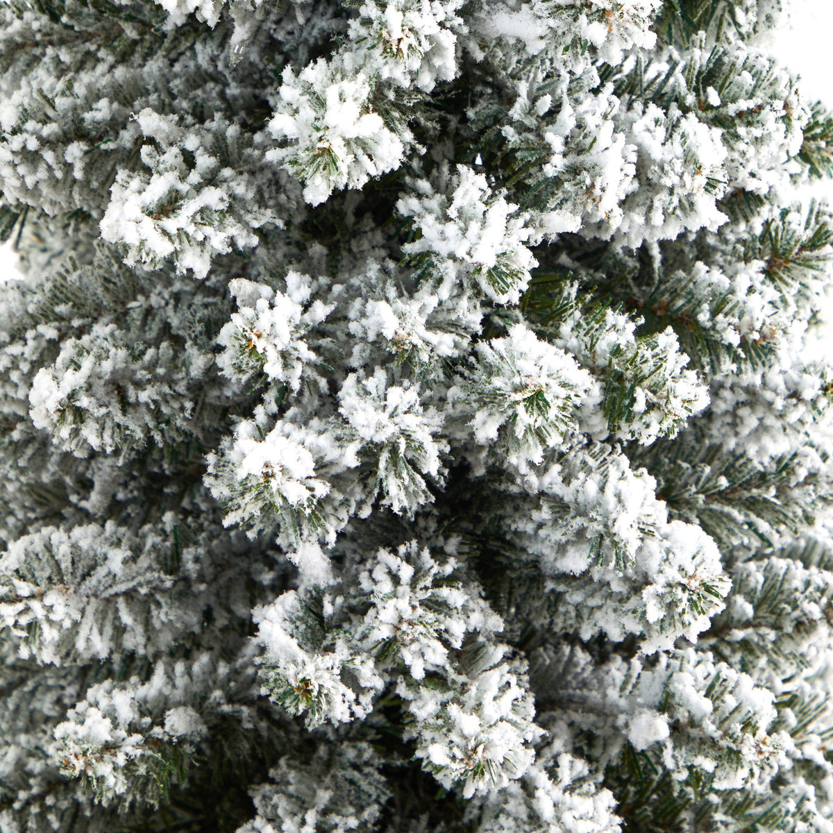 a close up of a tree