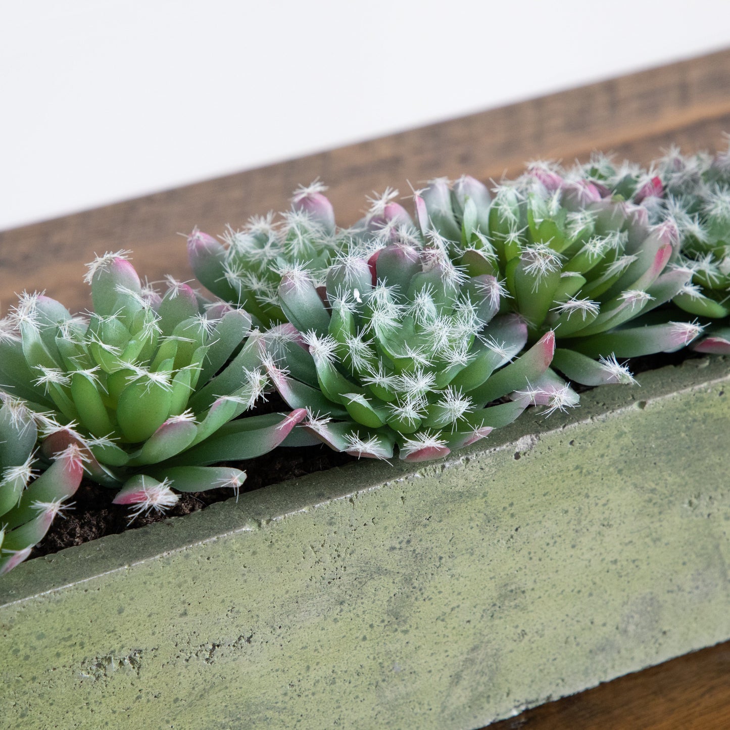 5.5” Succulent Garden with Textured Concrete Planter