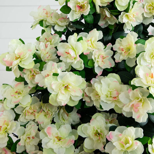 a close up of flowers