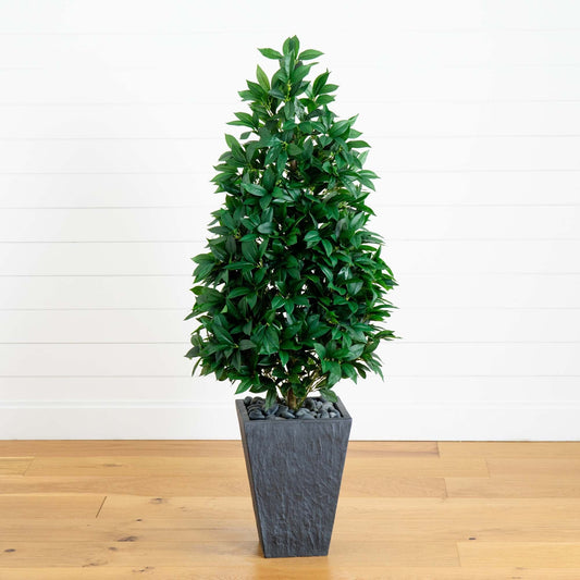 a plant in a pot