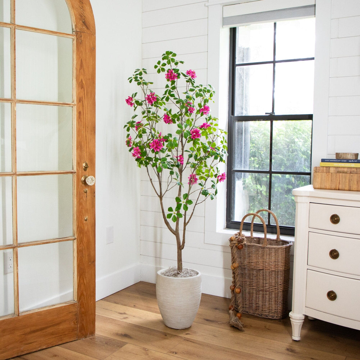 a potted plant in a room
