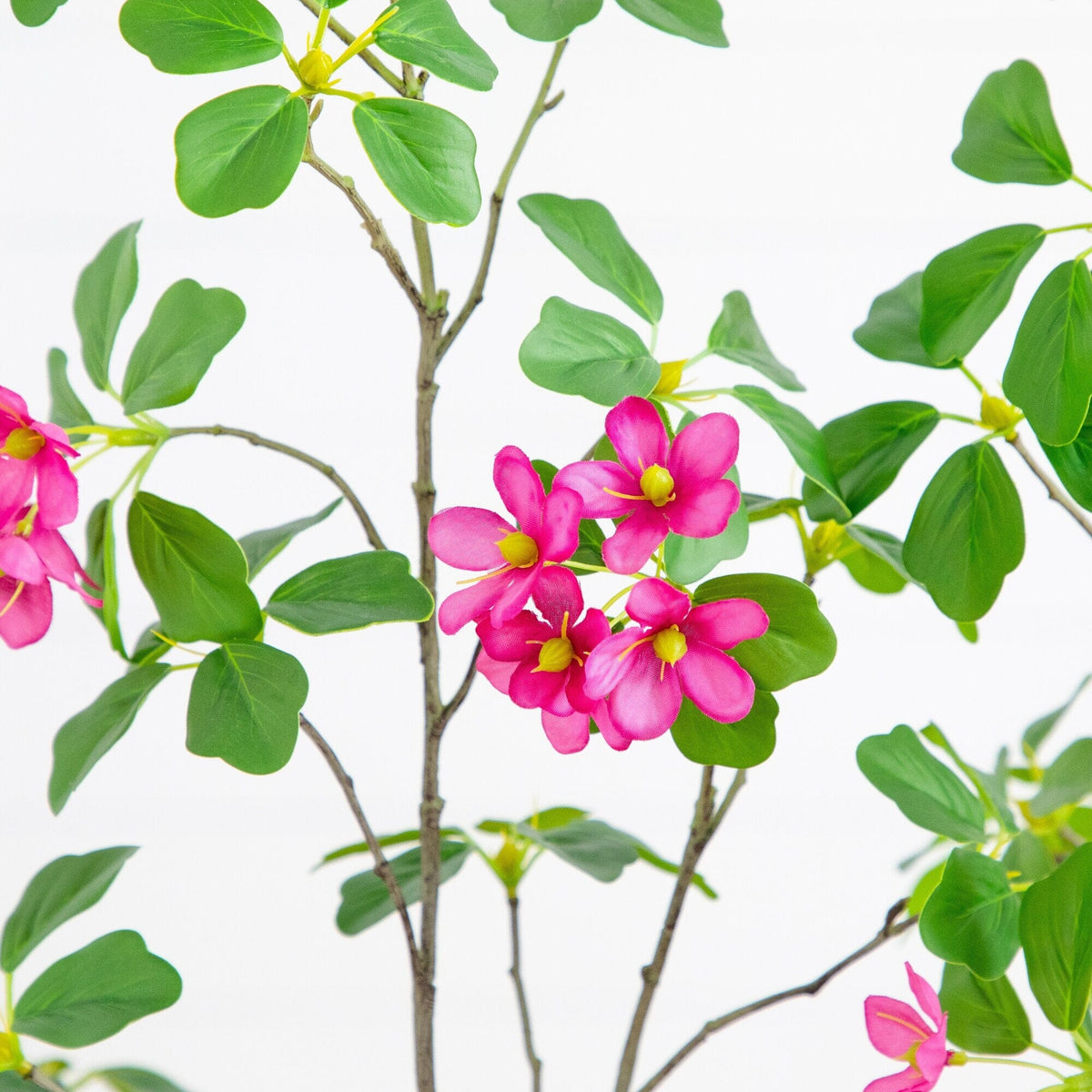 a close up of a plant