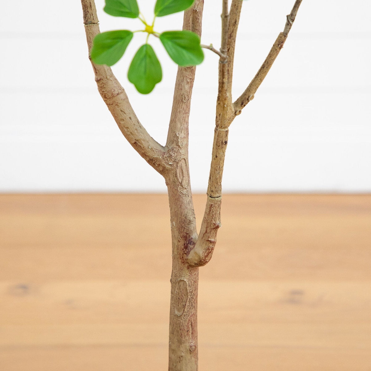 a small tree with leaves