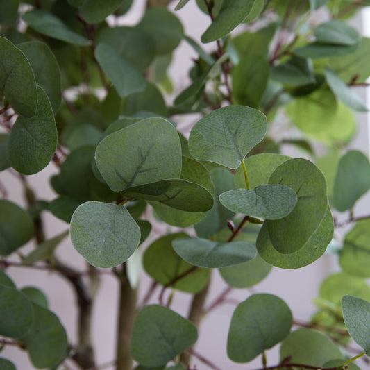 a close up of a plant