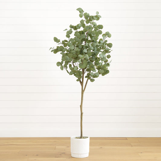 a potted plant in a room