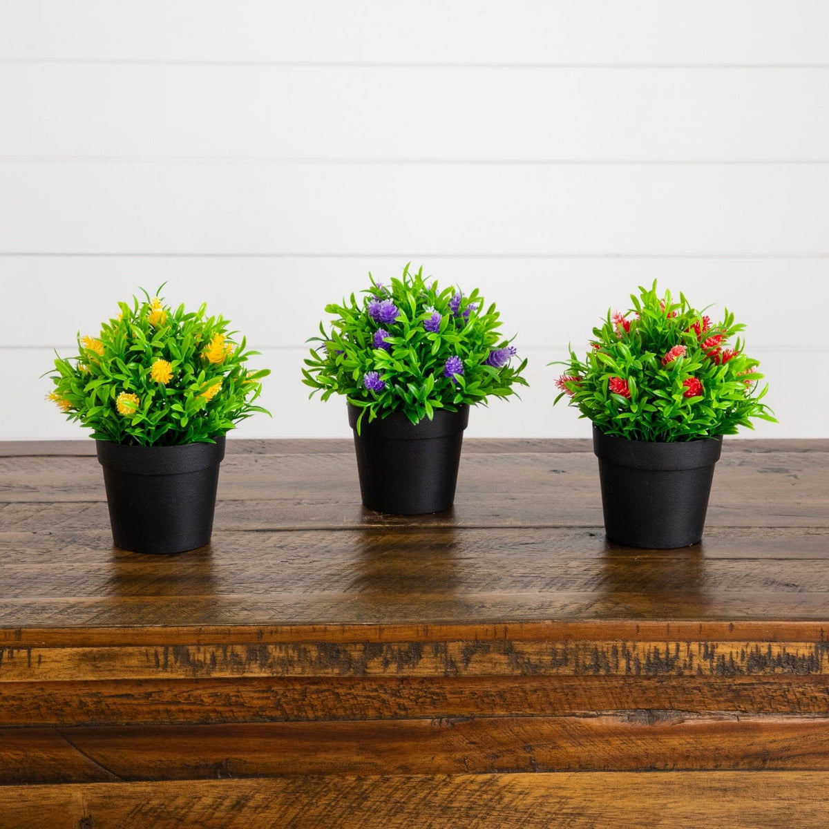 a group of potted plants on a table