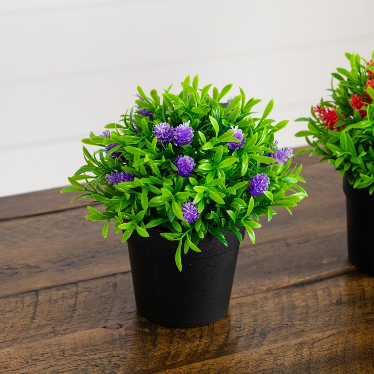 a potted plants on a table