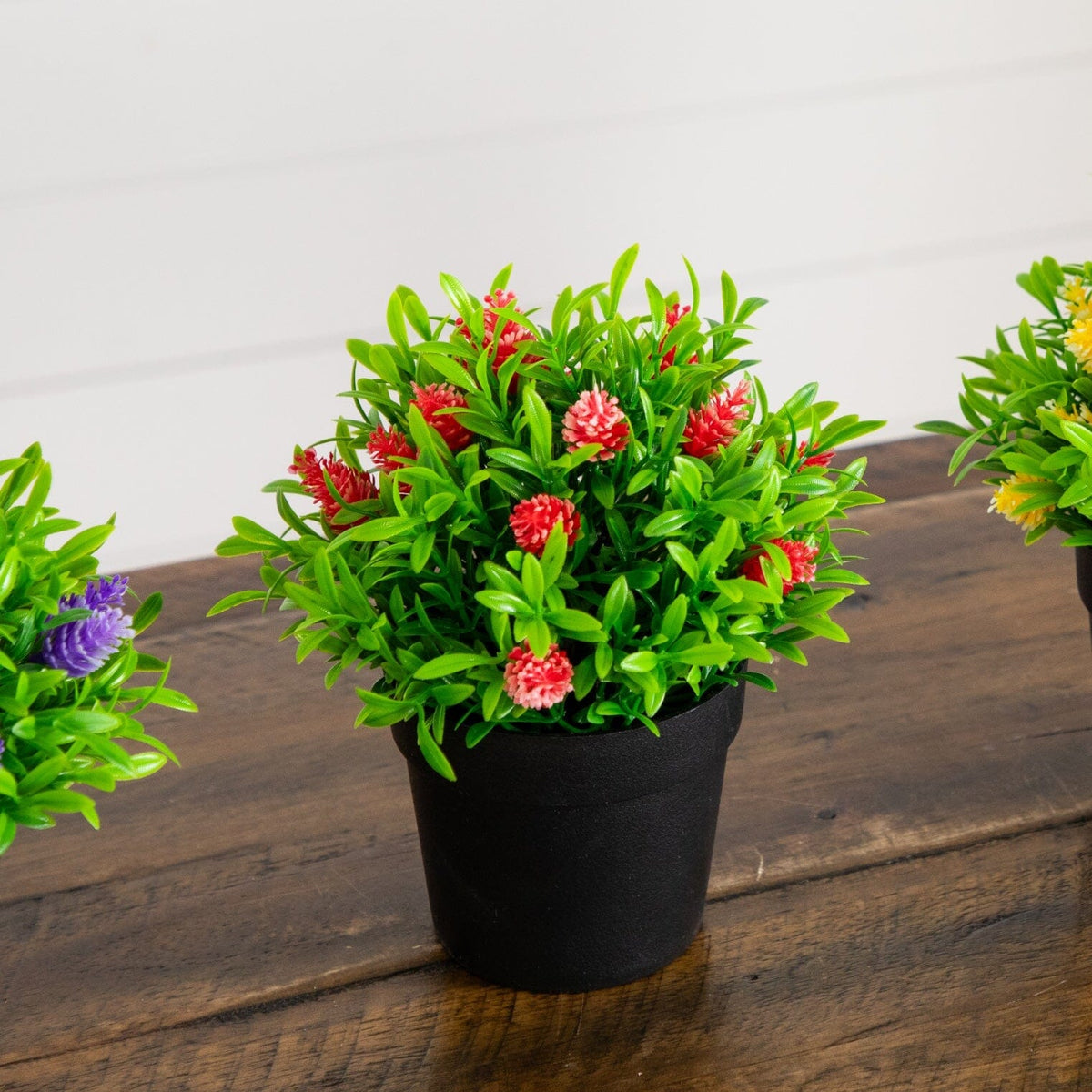 a group of potted plants on a table