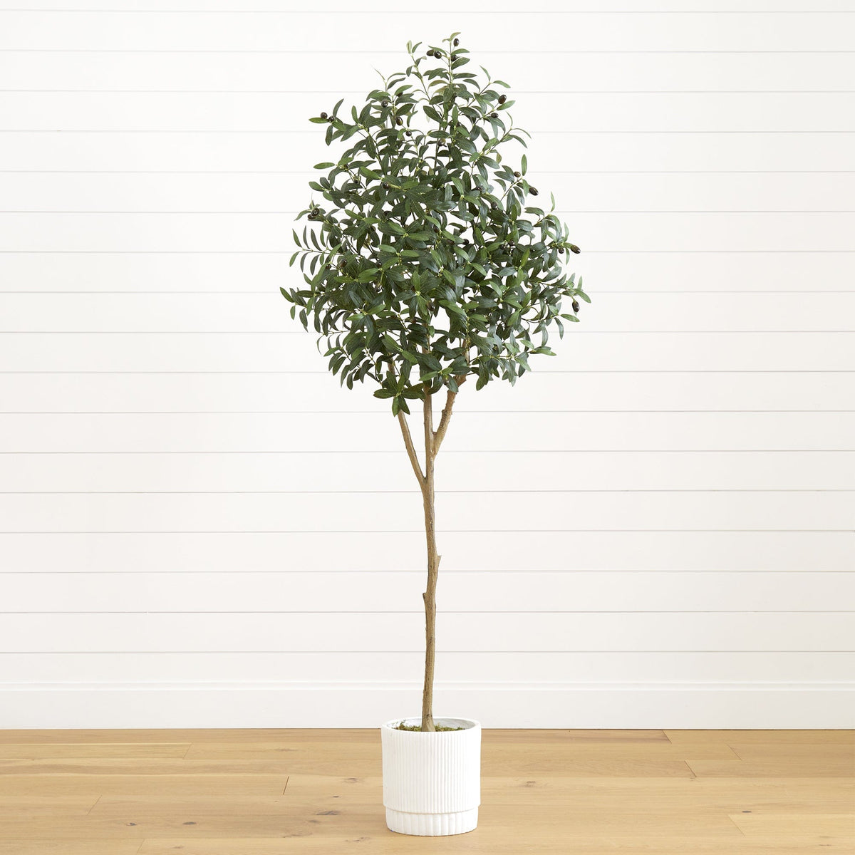 a potted plant in a room