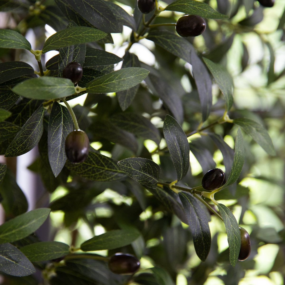 a close up of a plant