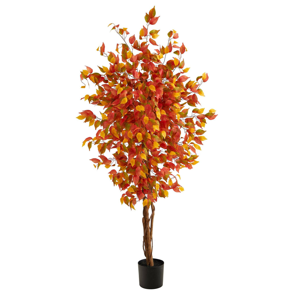 a tree in a pot
