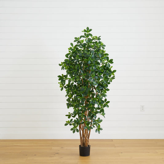 a potted plant on a wood floor