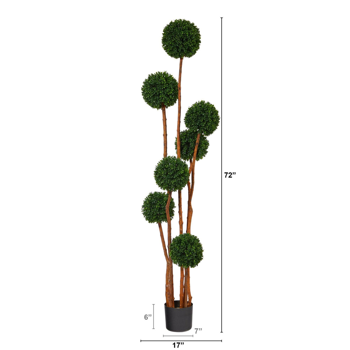 a tall plant with a height of the size of it
