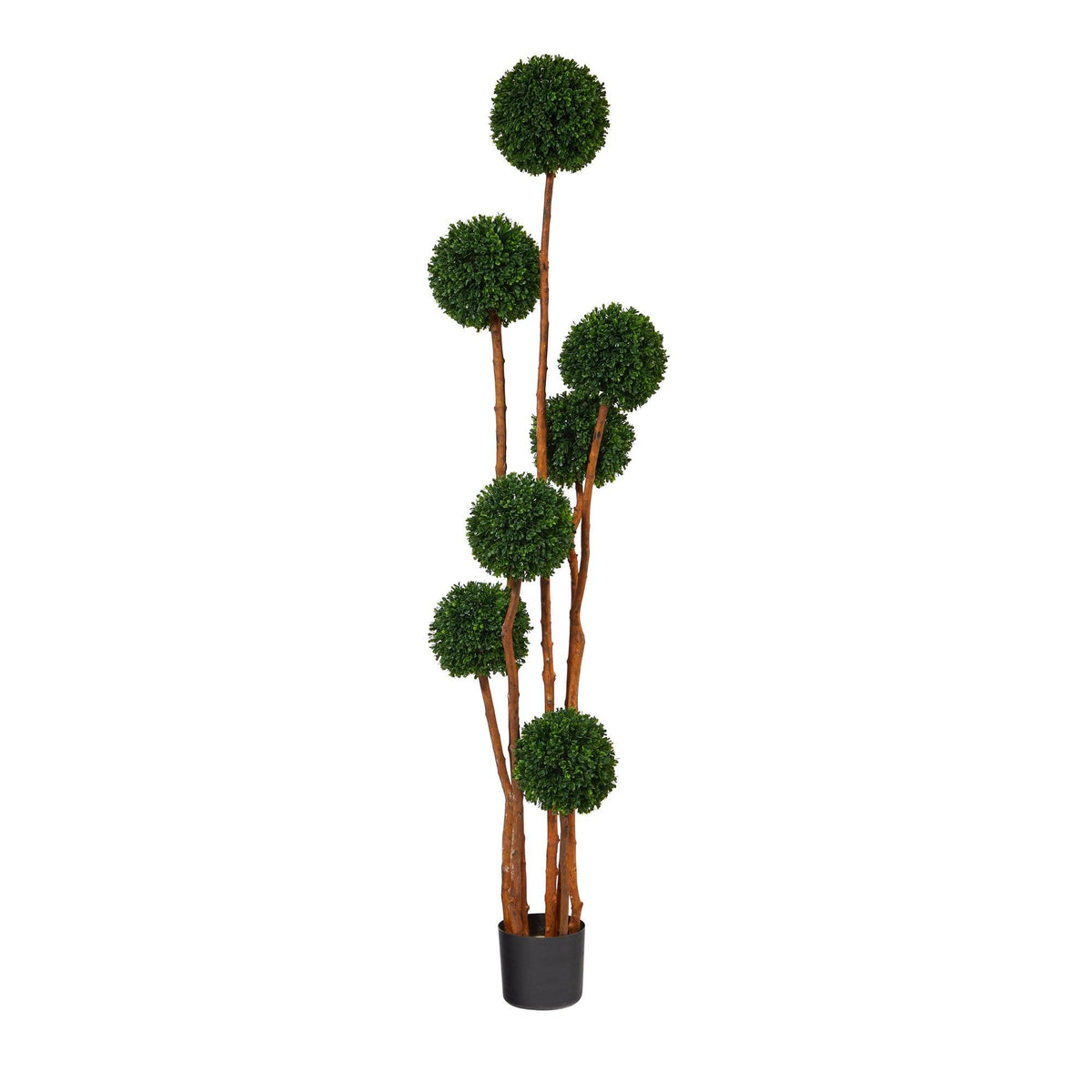 a plant in a pot