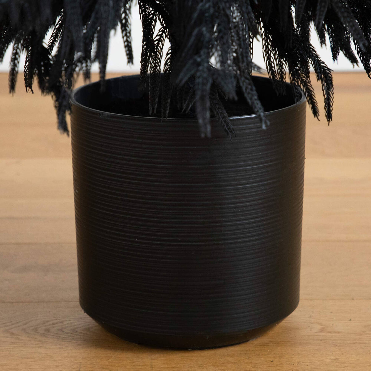 a black plant in a pot