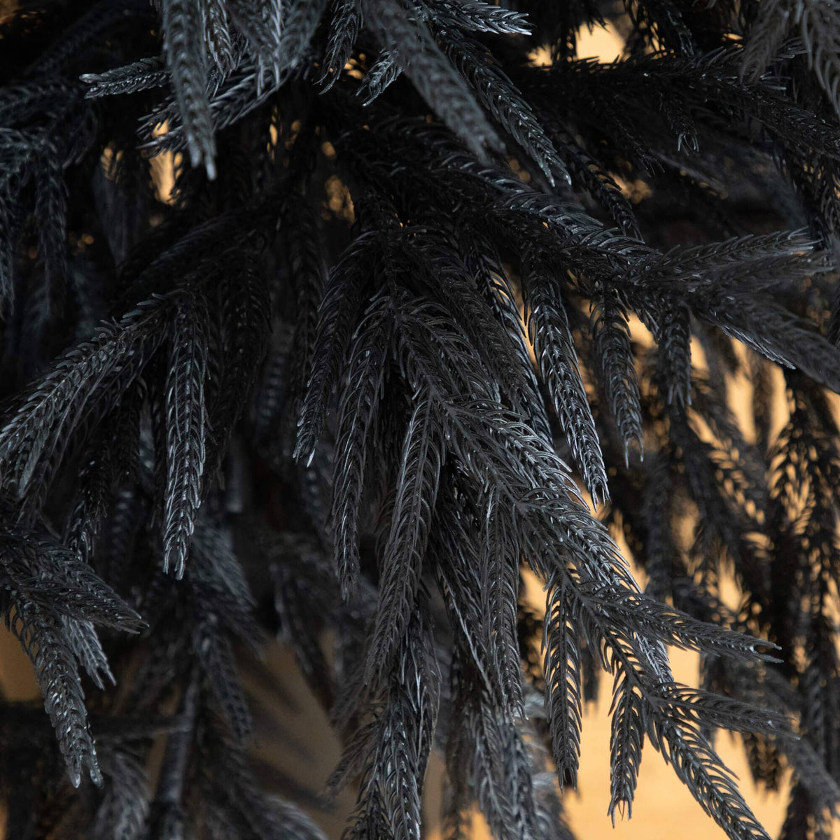 a close up of a black plant