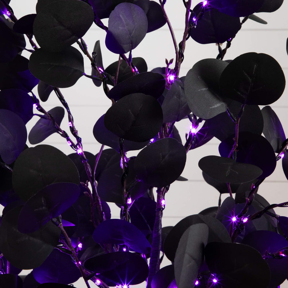 a black and purple plant with purple lights