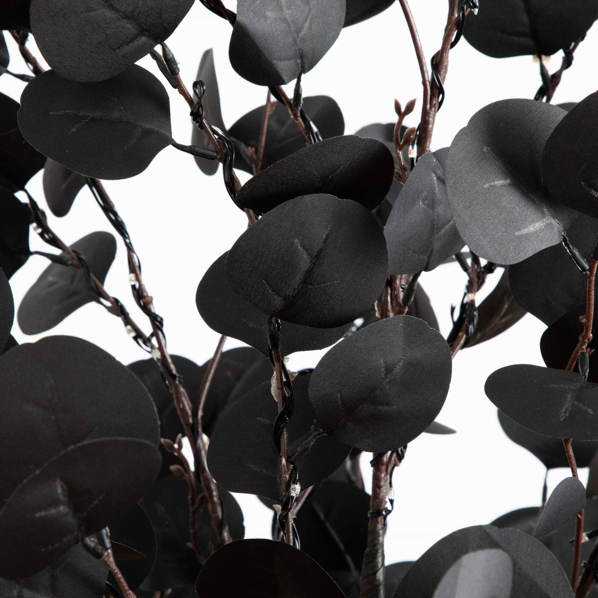 a close up of a plant