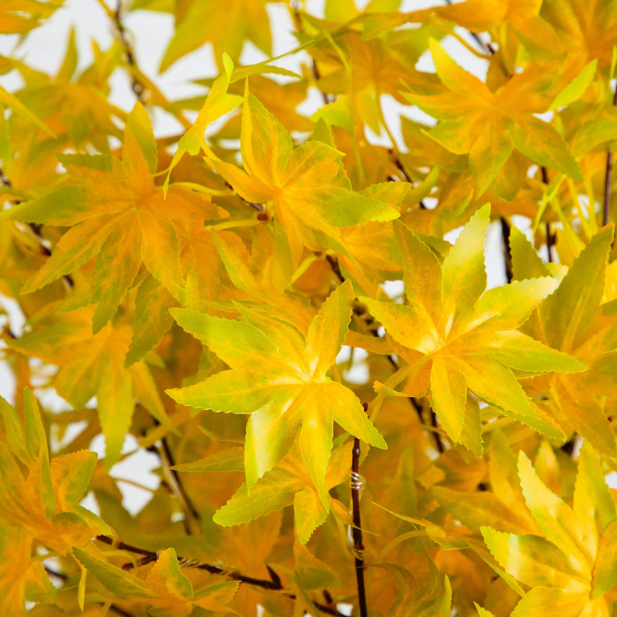 a group of yellow leaves