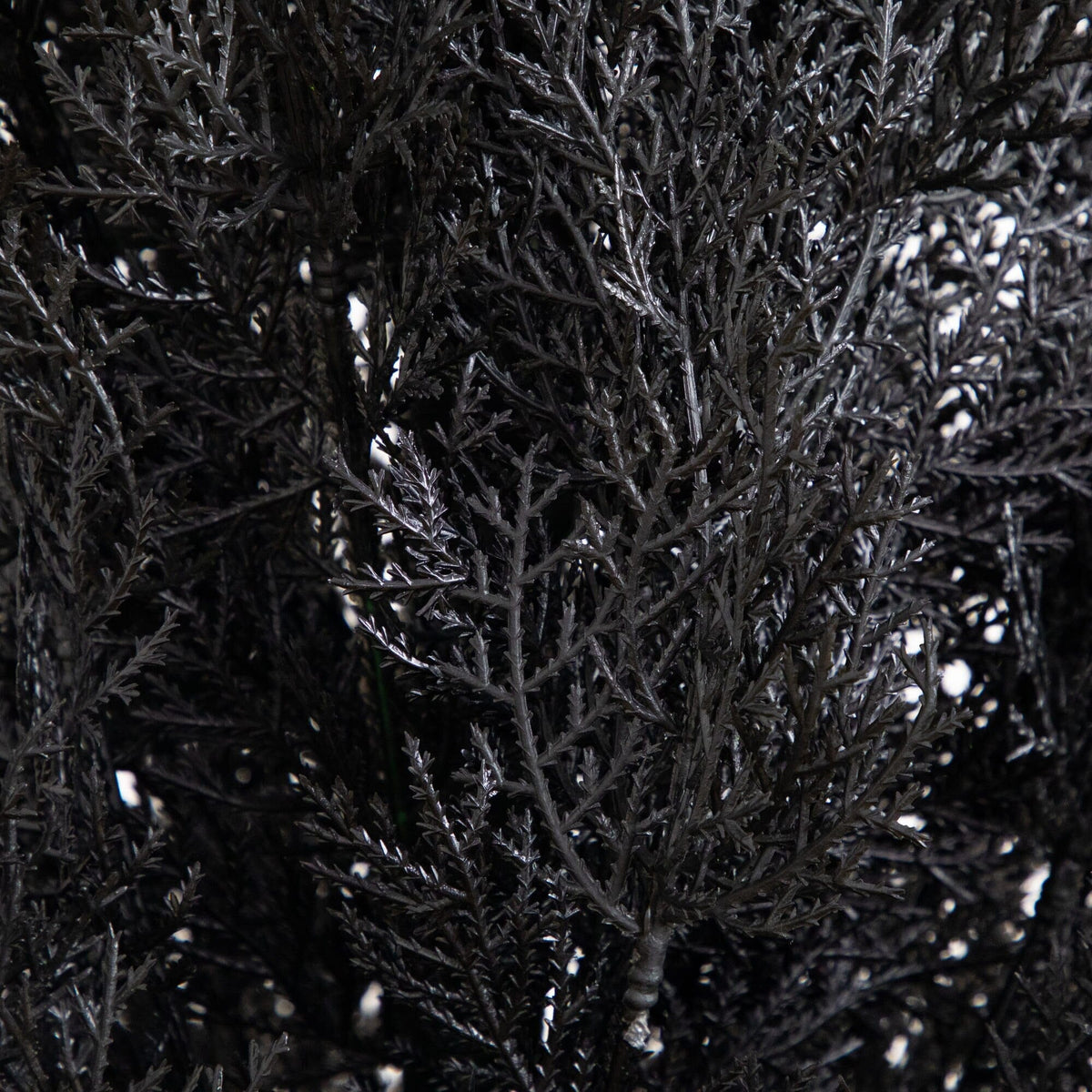 a close up of a plant