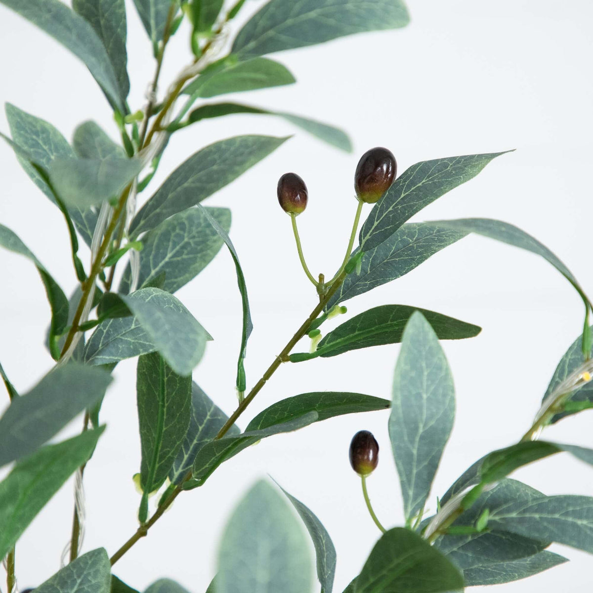 a close up of a plant