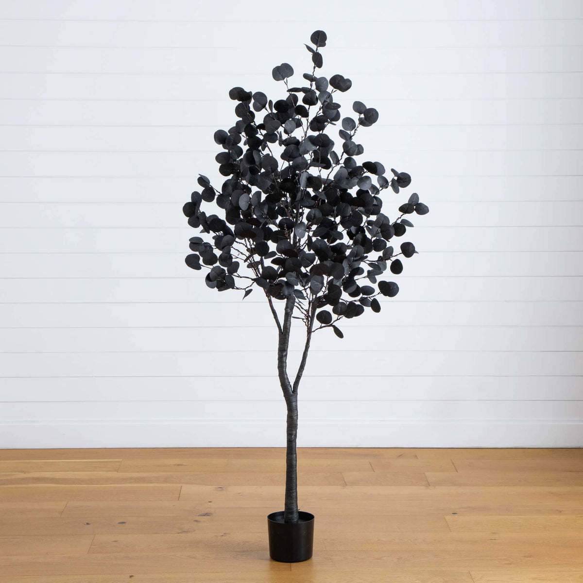 a black plant in a pot