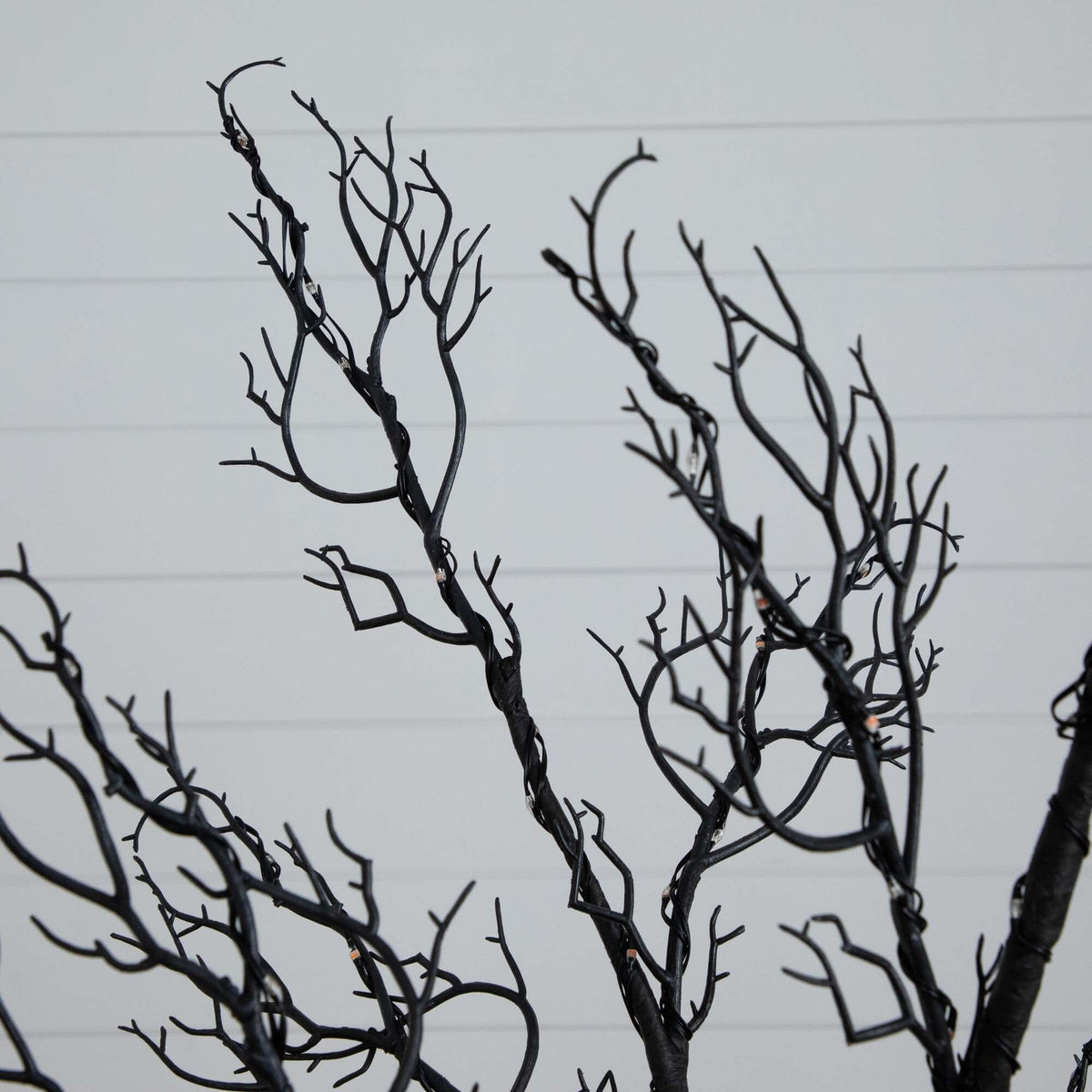 a tree with no leaves