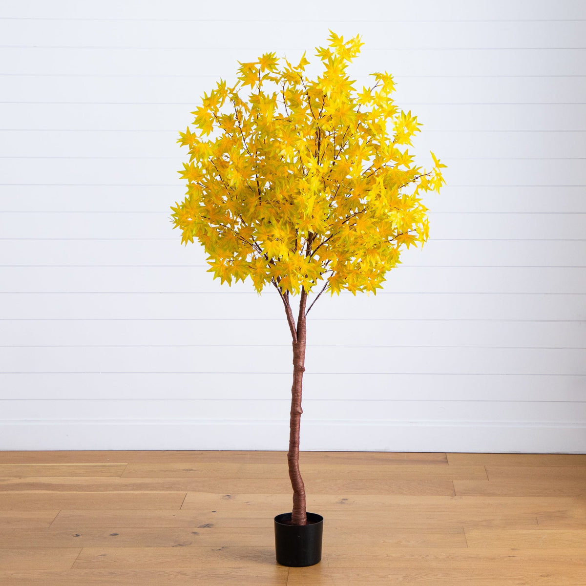 a tree in a pot