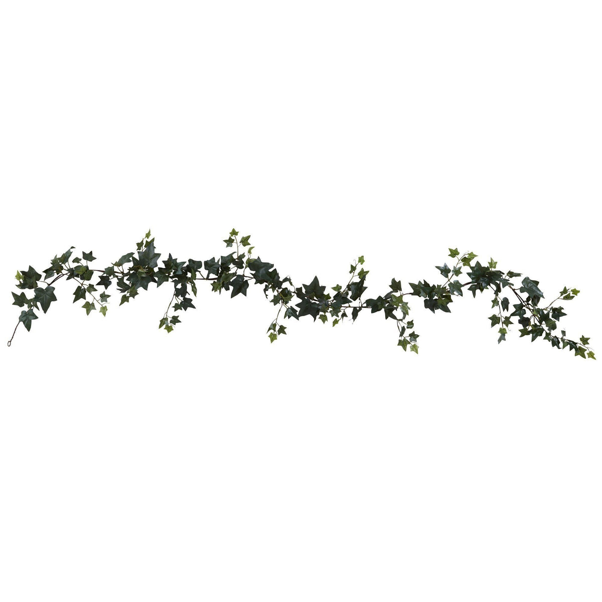 a green ivy on a white background