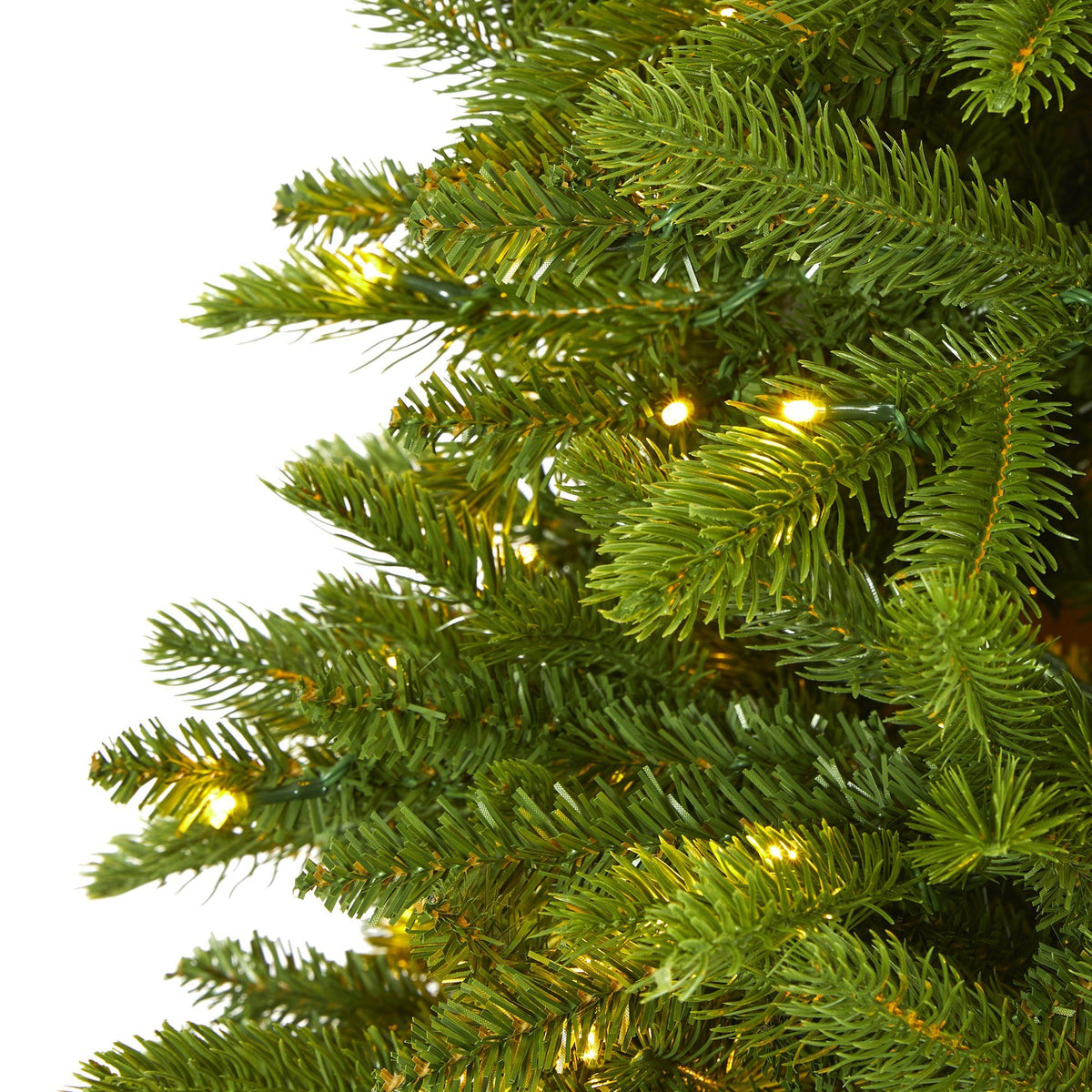 a close up of a tree