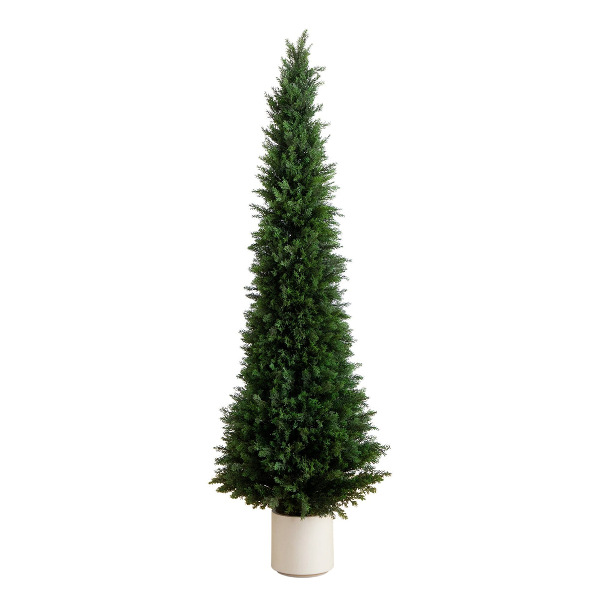 a tall tree in a pot