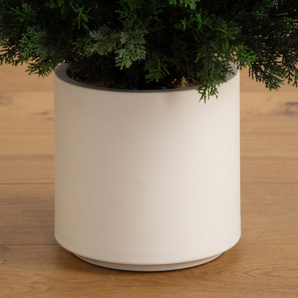 a plant in a pot