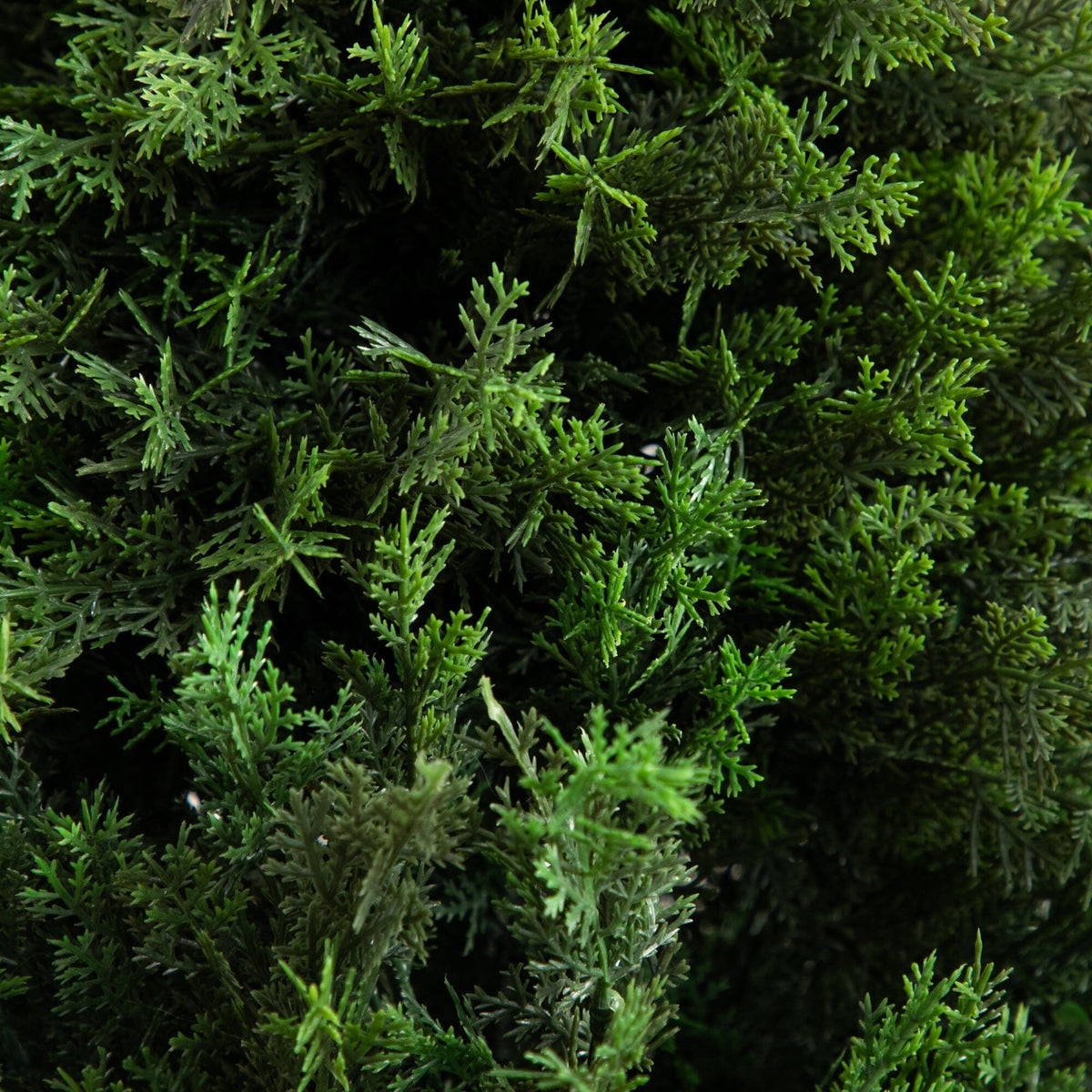 a close up of a green plant