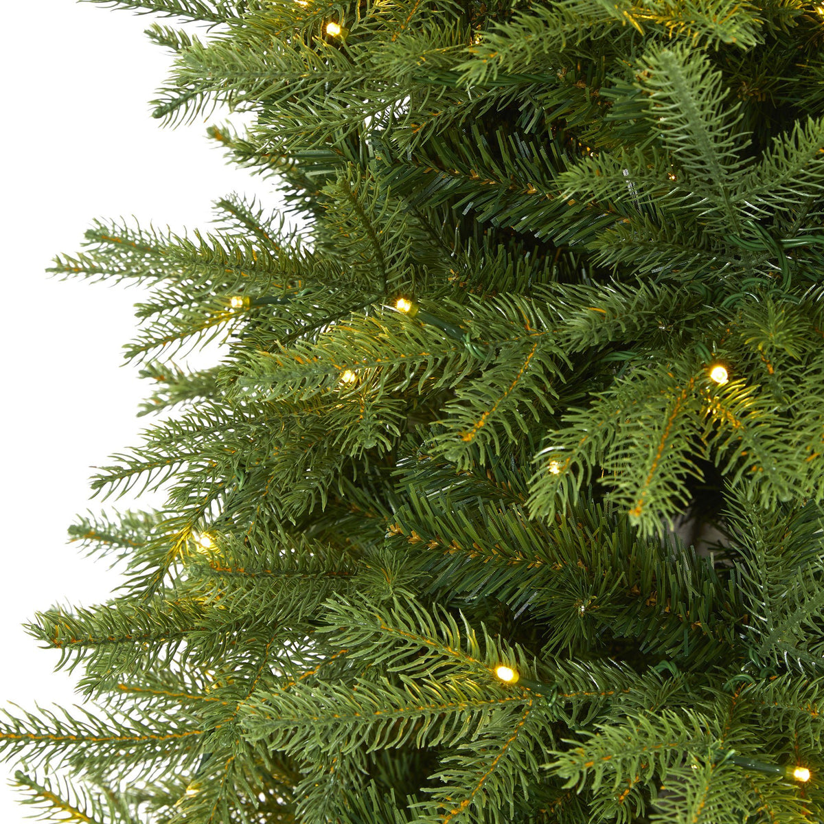 a close up of a tree