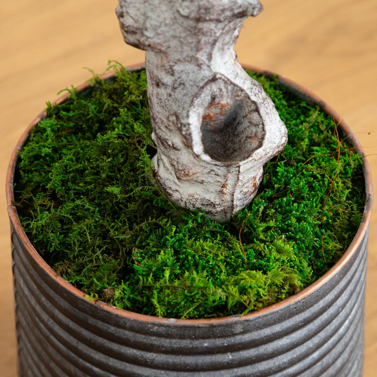 a plant in a pot