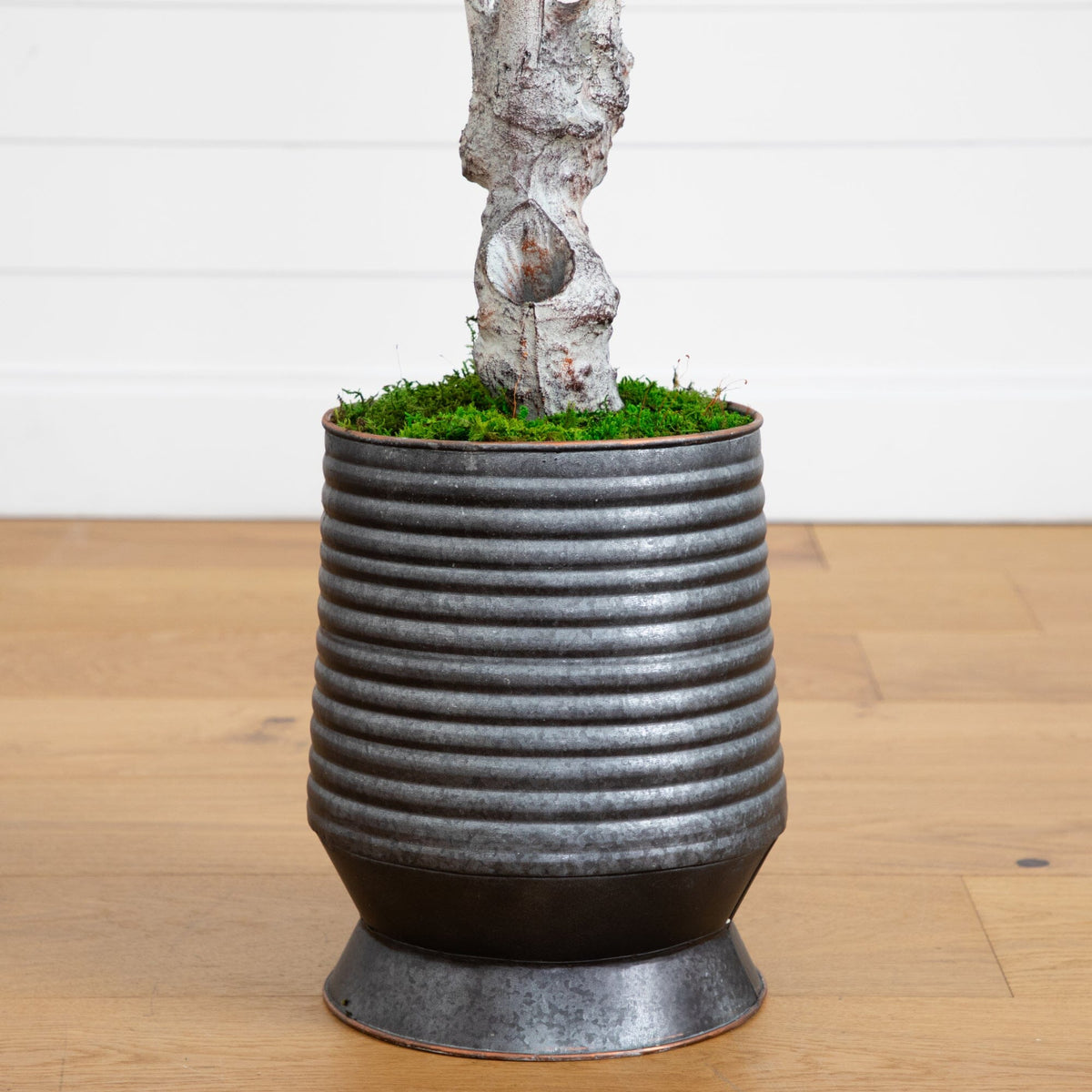 a plant in a pot