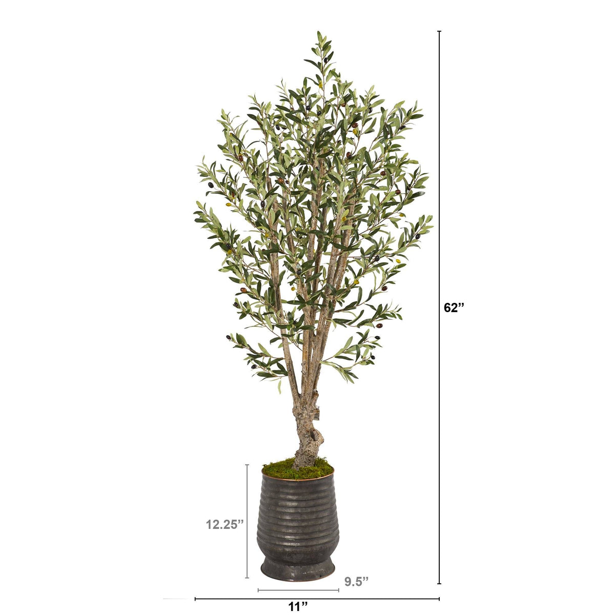 a tall tree in a pot