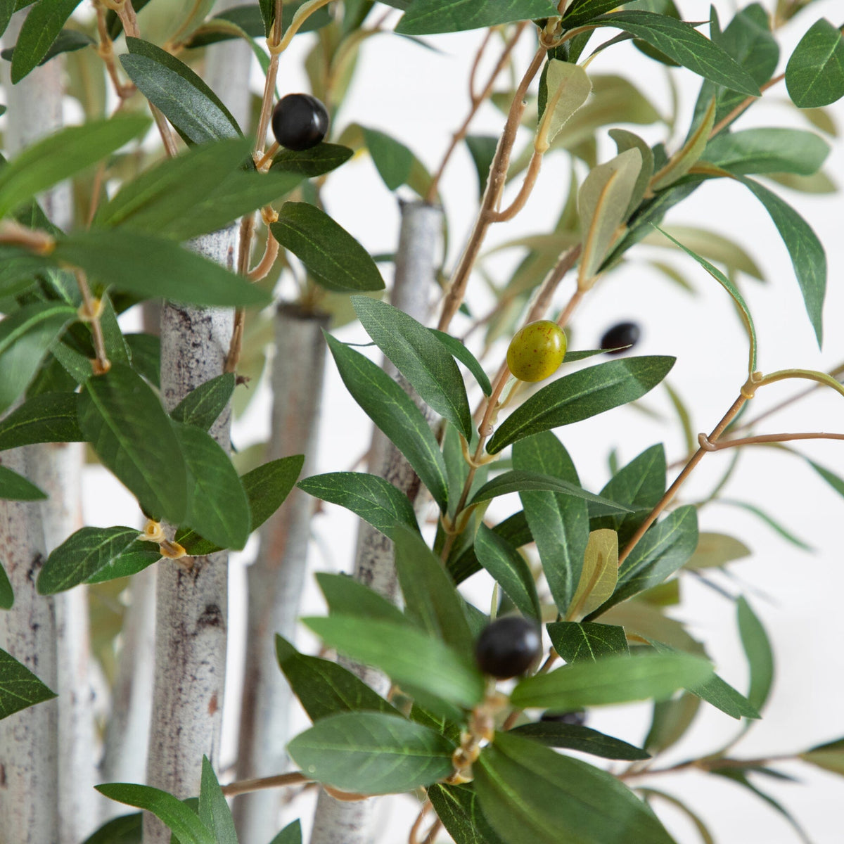 a close up of a plant
