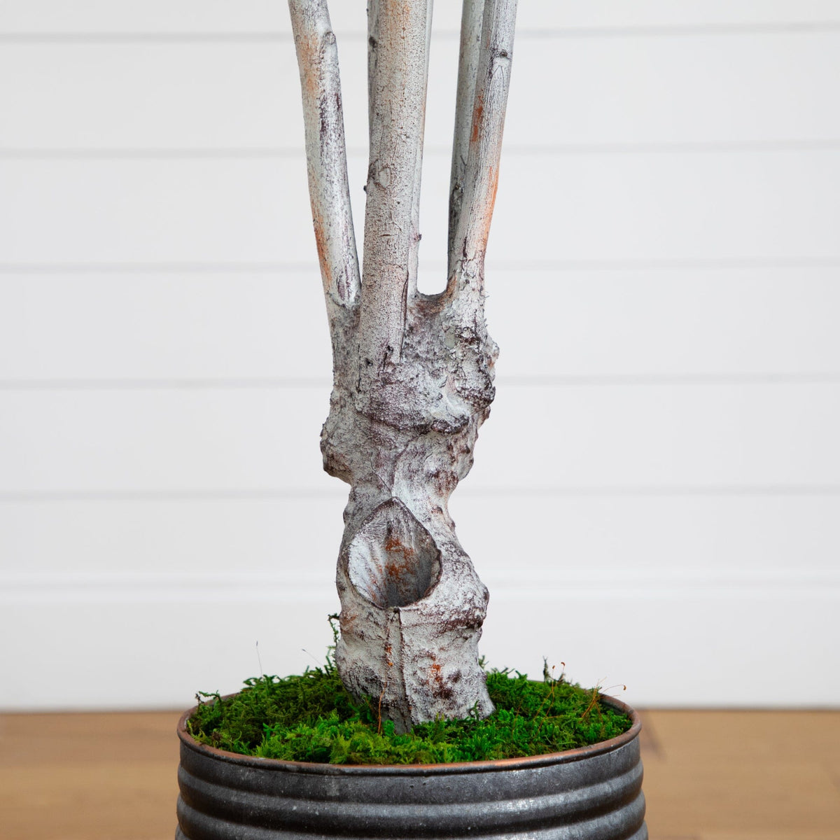 a tree in a pot