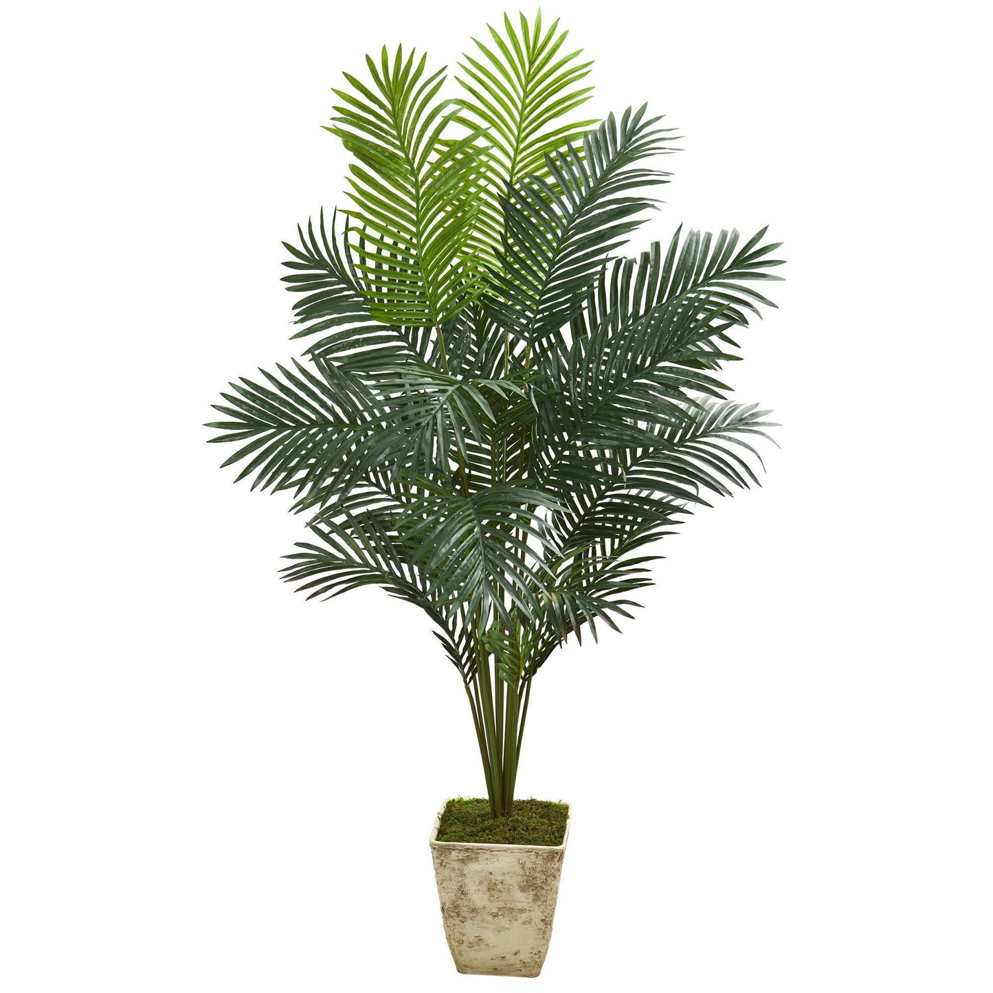 64” Paradise Palm Artificial Plant in Country White Planter