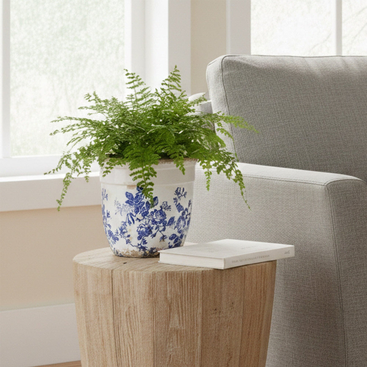 a plant in a pot on a table