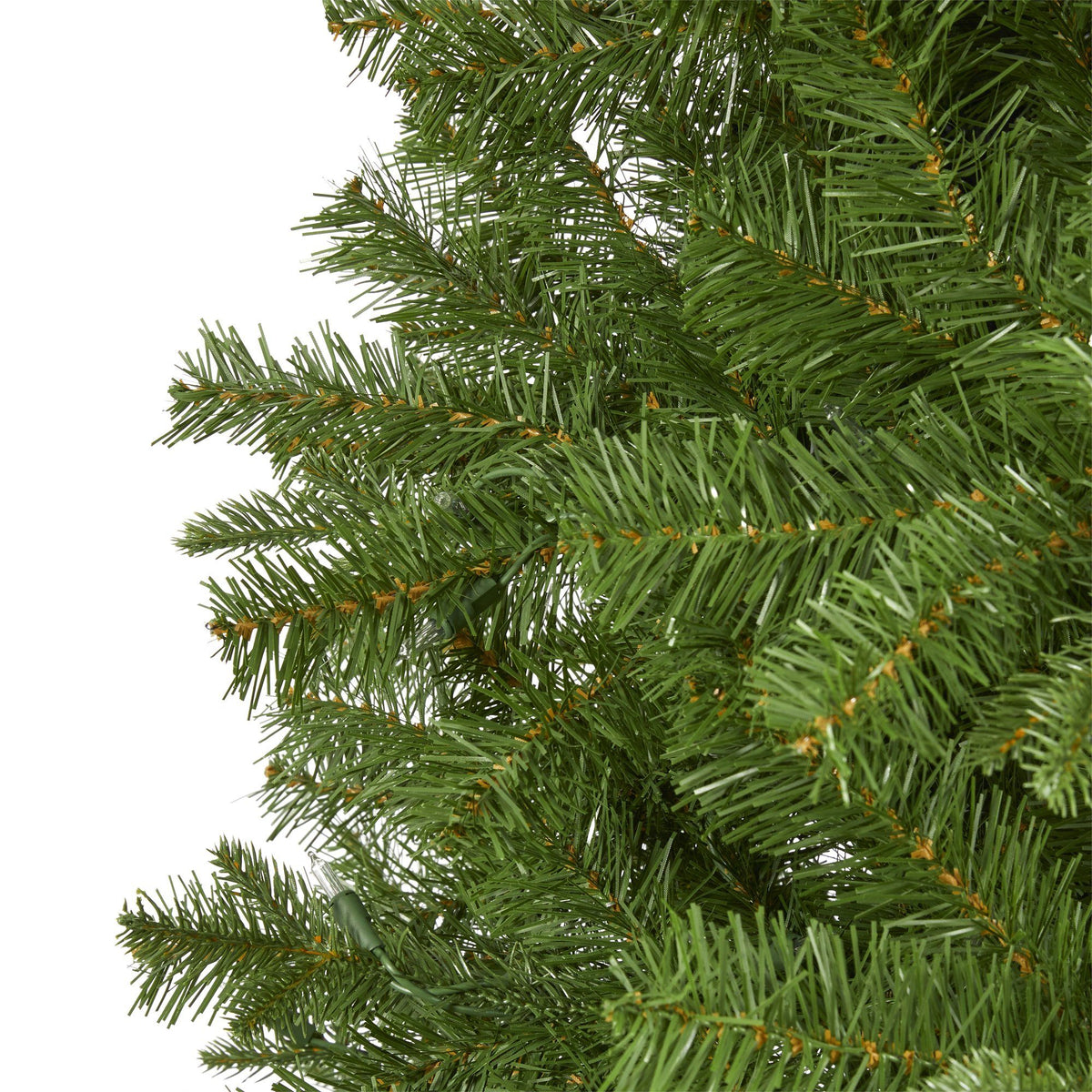 a close up of a tree