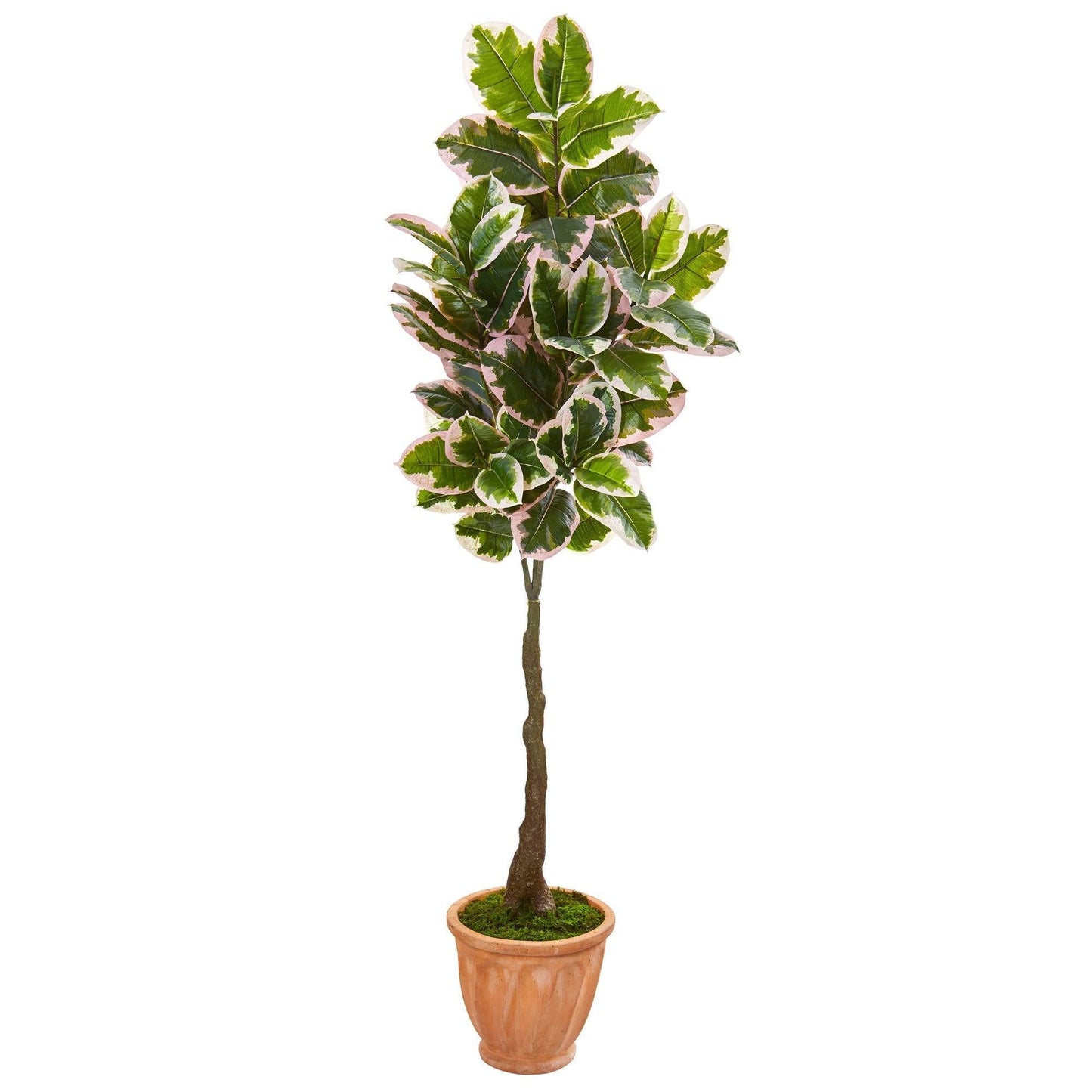 67” Variegated Rubber Leaf Artificial Tree in Terra-Cotta Planter (Real Touch)