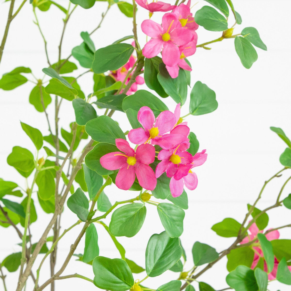 a close up of a plant
