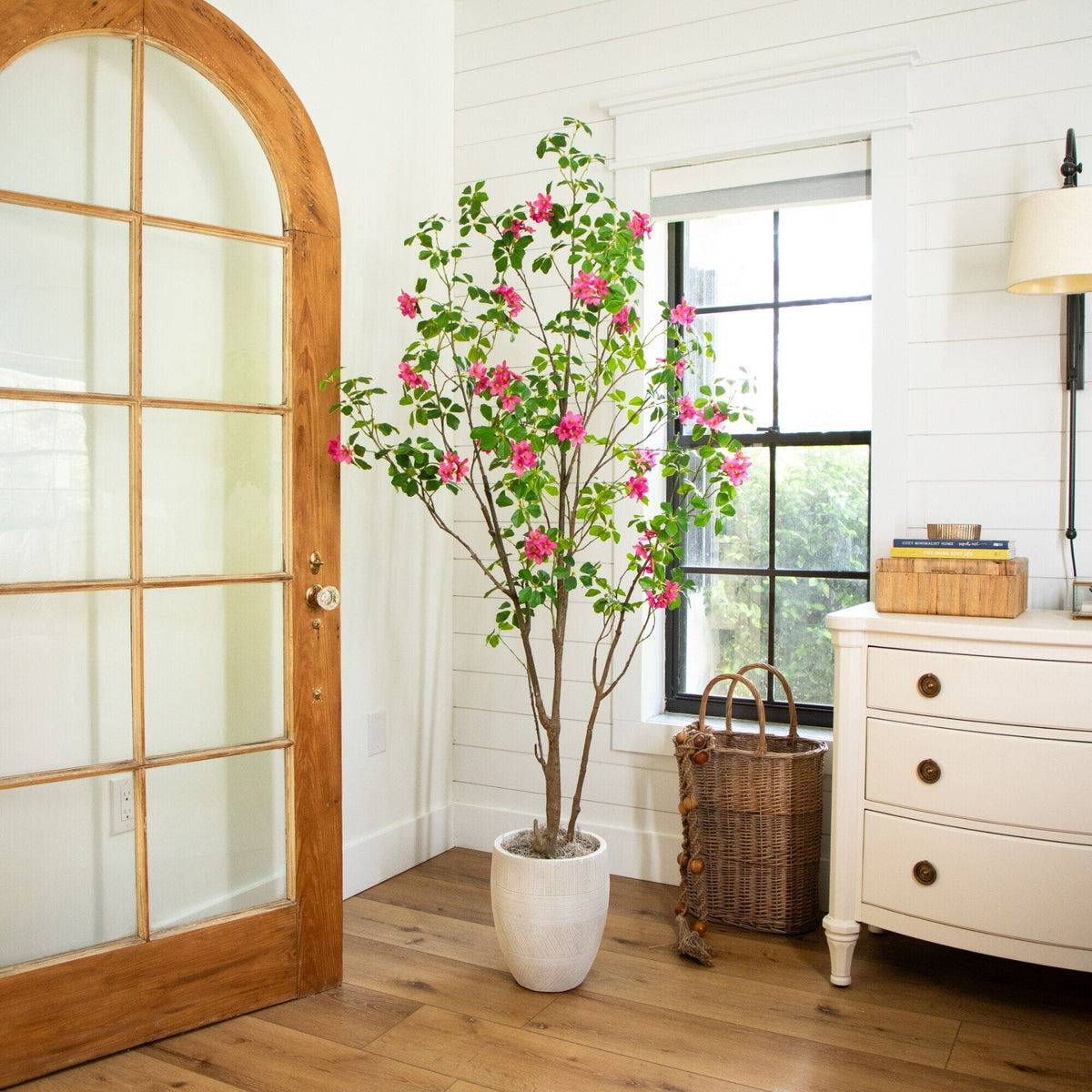 a potted plant in a room