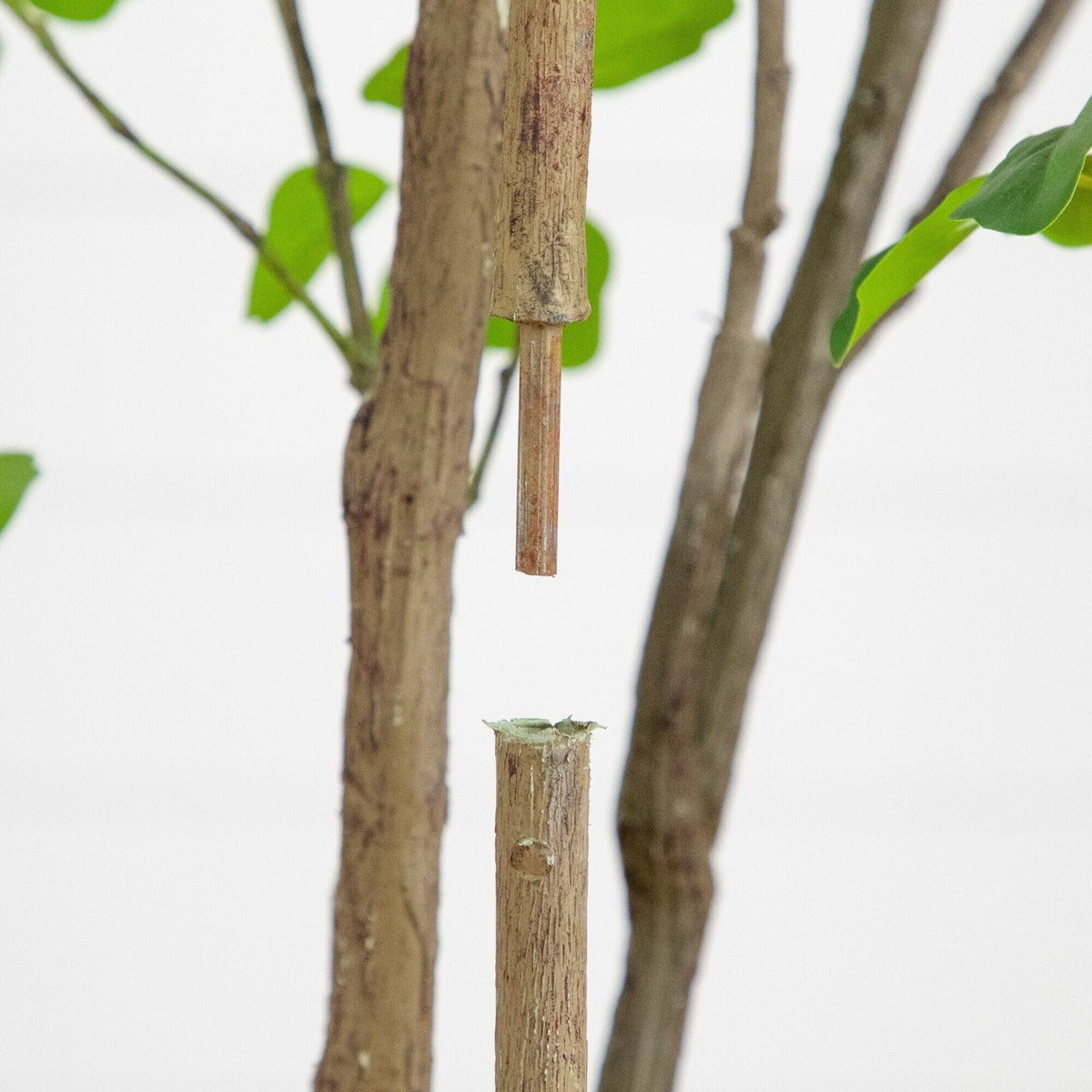 a tree with a stick in it